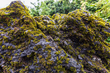 Lichen Moss Growing On Trees In The Mountains