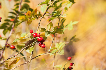 Wall Mural - Briar red berries on bush at autumn