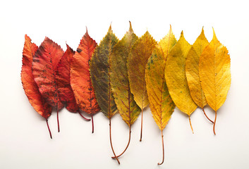 Wall Mural - Fall ash leaves pattern isolated on white background