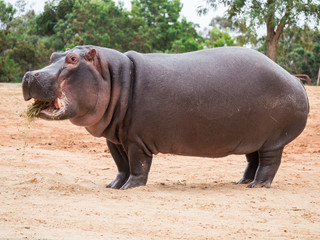 common hippopotamus, hippopotamus amphibius, or hippo is common to africa.