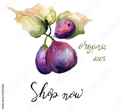 Stylized watercolor Figs illustration