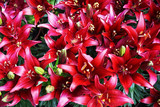 red lilly flowers texture
