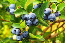 Blueberries Plant With Fruits
