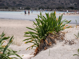 Poster - Kreta Strand