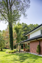 Wall Mural - Green lawn and big tree in a garden next to a house. Real photo