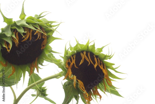 枯れたひまわり Dead Sunflower With White Background Buy This Stock Photo And Explore Similar Images At Adobe Stock Adobe Stock