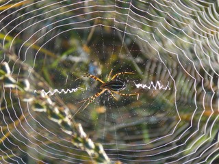 A creature of the spider