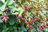 Lush and sweet blackberry bush