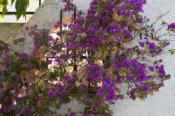 Wall Mural - blooming purple bougainvillea