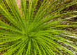 Bolivian tropical plant close up.Selective focus. Floral background. Fibonacci law