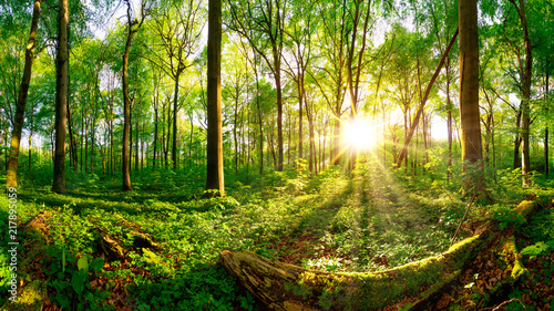 Fototapeta Beautiful forest panorama with bright sun shining through the trees