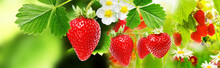 Strawberries Witch Garden Raspberries