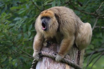 Howler monkey sat on a post