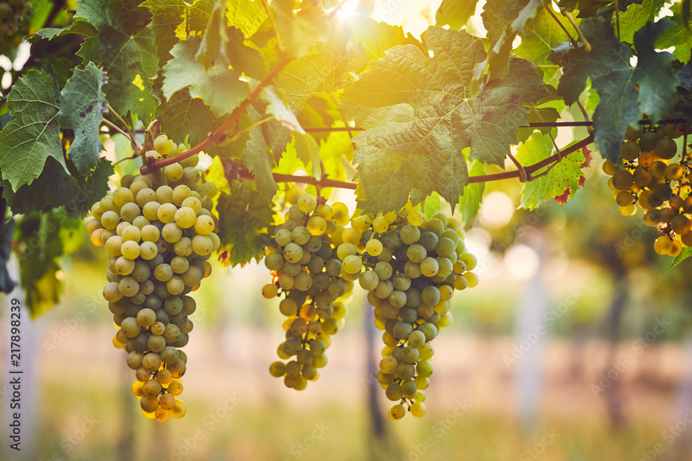 Bunch of yellow grapes in the vineyard at sunset - obrazy, fototapety, plakaty 