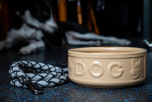 An Empty Large Ceramic Dog Food Bowl And Lead On A Dark Kitchen Floor