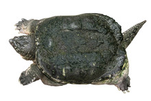 Snapping Turtle ( Chelydra Serpentina ) Is Creeping And Raise One's Head On White Isolated Background . Top View