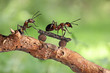 © Andrey Burmakin - Ant riding on her skateboard