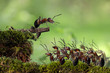 © Andrey Burmakin - Crowd of red ants, speaker, protesting