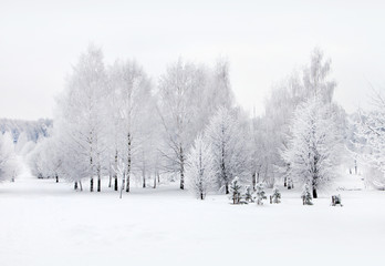 Wall Mural - Winter nature, snow and snowy trees