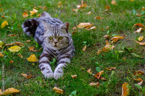 Un Chat Gris Tigre Couche Sur L Herbe Dans Le Jardin Stock Photo Adobe Stock Un Chat Gris Tigre Couche Sur L Herbe Dans Le Jardin Stock Photo Adobe Stock