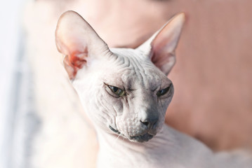Wall Mural - Portrait of beautiful Canadian Sphynx - Cute Cat