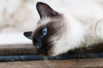 Wall Mural - Beautiful Siamese Purebred Cat with Blue Eyes - Pets Care Concept