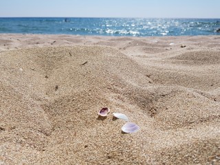 sandy beach and clear blue water and seashells