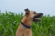 Pies w typie doga w polu zielonych liści kukurydzy