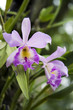 Tropische Orchideenblüten
