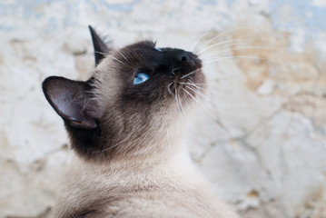 Wall Mural - Beautiful Siamese Purebred Cat with Blue Eyes - Pets Care Concept