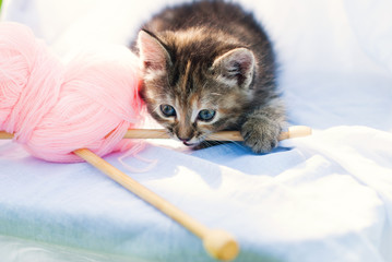 Wall Mural - Cute little kitten playing with knitting - tabby cat