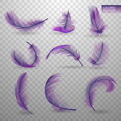 Wall Mural - set of isolated falling colored fluffy twirled feathers on transparent background in realistic style