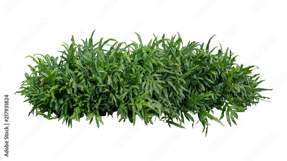Green leaves tropical foliage plant bush of Wart fern or Monarch fern (Phymatosorus scolopendria) the garden landscaping shrub isolated on white background, clipping path included. - obrazy, fototapety, plakaty 