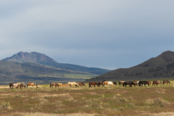 Sticker - Majestic Wild Horses in Utah in Summer