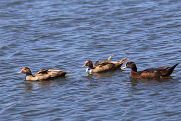 Wall Mural - Trio of ducks floating in the blue waters of the pond.