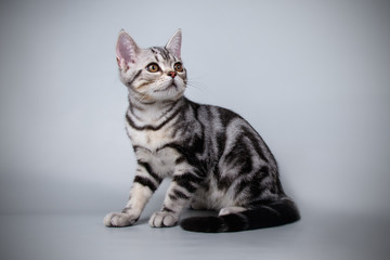 Wall Mural - studio photography of an American shorthair cat on colored backgrounds