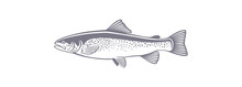 Trout  Fish