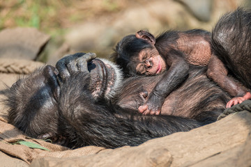 portrait of mother chimpanzee with her funny small baby