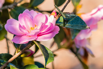 closeup of pink camellia flower in bloom