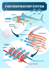 Fish Respiratory System Vector Illustration. Labeled Anatomical Scheme With Gill Arch, Operculum, Blood Vessels And Heart. Colorful Diagram With Blood To And From Heart.