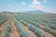 The tequila plant - Blue agave fields in Jalisco, Mexico