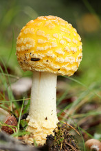 Bright Yellow-orange Fly Agaric Wild Mushroom, Close Up, Against A Green Background. Amanita Muscaria Is Classified As Poisonous, And Psychoactive.