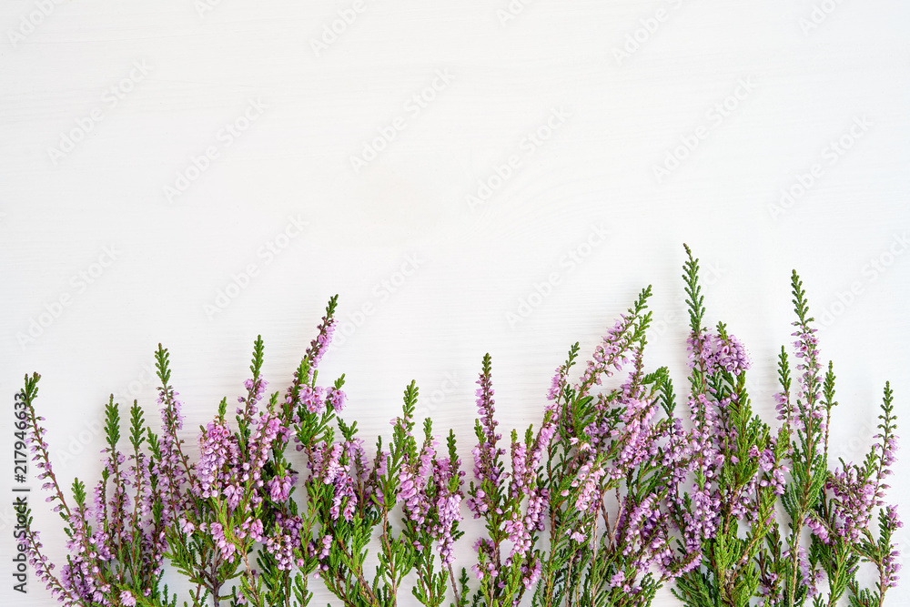 Border of common heather on white background. Copy space, top view. - obrazy, fototapety, plakaty 