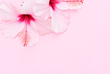 Wellness Background With Two Hibiscus Flowers On Pink
