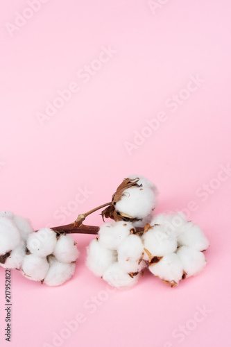 Raw cotton branch on pastel pink background witht copy space