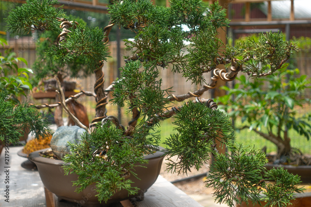 Small thuja Arborvitae tree in Bonsai garden. Stock Photo | Adobe Stock