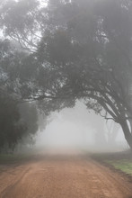 A Remote Rural Road And Large Overhanging Trees Covered In Mist.