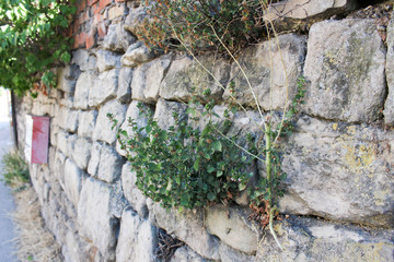 Stone wall rock old wall overgrown with ivy Rocky Wall Stone wall overgrown with ivy in retro style