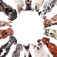 Different Dogs In Circle On White
