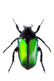 Fototapeta Motyle - Green beetle on the white background